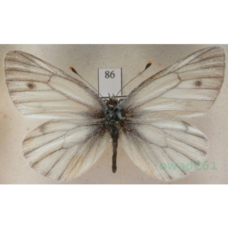 Pieris bryoniae (Hübner, 1806) female Bielinek bryonie Turkey86